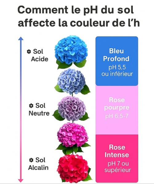 Guide Express pour Changer la Couleur des Hortensias 
1 Analysez le pH du sol : cest un facteur clé pour la couleur des fleurs.
2 Pour des tons bleus ou violets : ajoutez du sulfate daluminium ou du marc de café.
3 Pour des teintes roses ou rouges : incorporez du calcaire ou des coquilles dœufs broyées.
4 Procédez par étapes et avec patience : les changements prennent du temps.
5 Surveillez et ajustez au besoin jusquà obtenir la couleur souhaitée.
 Donnez à vos hortensias une touche unique et éclatante en maîtrisant leur couleur !