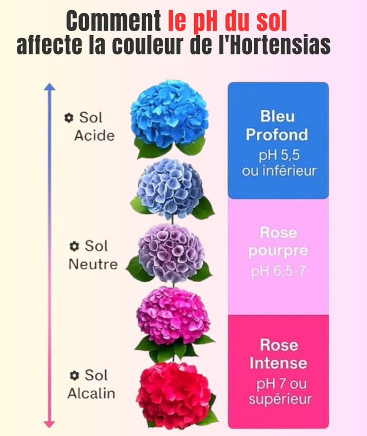 Guide Express pour Changer la Couleur des Hortensias 

1 Analysez le pH du sol : cest un facteur clé pour la couleur des fleurs.

2 Pour des tons bleus ou violets : ajoutez du sulfate daluminium ou du marc de café.

3 Pour des teintes roses ou rouges : incorporez du calcaire ou des coquilles dœufs broyées.

4 Procédez par étapes et avec patience : les changements prennent du temps.

5 Surveillez et ajustez au besoin jusquà obtenir la couleur souhaitée.

 Donnez à vos hortensias une touche unique et éclatante en maîtrisant leur couleur !