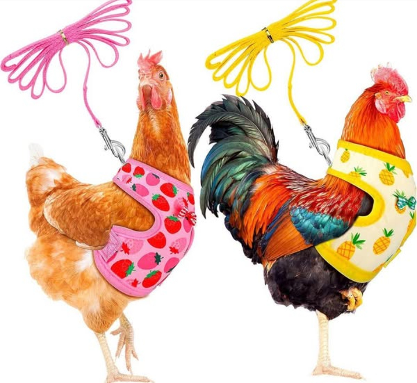 Emmenez votre poulet en promenade avec ce harnais cool !!