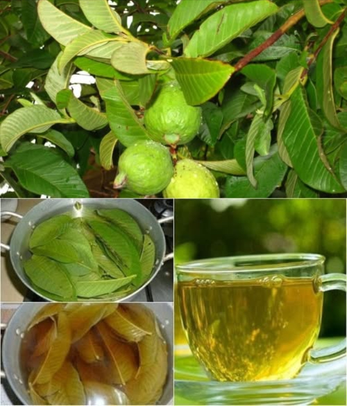 Les feuilles de goyave : une infusion aux vertus étonnantes 
Et si une simple feuille pouvait améliorer votre bien-être ? Faites bouillir quelques feuilles de goyave fraîches ou séchées pendant 10 minutes, filtrez, puis buvez cette infusion une à deux fois par jour. Ce remède naturel, transmis depuis des générations, offre de nombreux bienfaits surprenants pour la santé.
 Ce que les feuilles de goyave peuvent faire pour vous :
1. Protègent les cellules grâce à leur richesse en antioxydants.
2. Aident à contrôler lappétit et soutiennent la perte de poids.
3. Améliorent la santé du cœur en agissant sur le cholestérol.
4. Favorisent une bonne digestion et soulagent les troubles intestinaux.
5. Stabilisent la glycémie, un vrai plus pour les personnes diabétiques.
6. Apaisent les douleurs inflammatoires, notamment articulaires.
7. Assainissent la bouche, combattant les gencives sensibles et la mauvaise haleine.
8. Renforcent le système immunitaire grâce à la vitamine C.
9. Soutiennent le foie dans son rôle de détoxification naturelle.
10. Luttent contre certaines bactéries, comme E. coli.
11. Améliorent laspect de la peau, en réduisant acné et rougeurs.
12. Préviennent la chute des cheveux et favorisent des racines plus solides.
13. Redonnent élasticité à la peau et atténuent les signes de lâge.
14. Soulagent les douleurs de règles de manière naturelle.
15. Facilitent la respiration en cas dasthme ou de bronchite.
16. Aident à réguler la tension artérielle.
17. Détendent lorganisme, réduisant le stress naturellement.
18. Traitent la diarrhée, comme le recommande la tradition.
19. Protègent les yeux grâce à la vitamine A.
20. Accélèrent la guérison des petites plaies.
21. Calment les réactions allergiques, comme les démangeaisons.
22. Participent au bon fonctionnement de la thyroïde.
23. Boostent lénergie en facilitant la digestion.
24. Ont un potentiel anticancer selon certaines études.
—
 Autres façons dutiliser les feuilles de goyave :
En usage externe : en masque pour la peau ou en soin capillaire.
En poudre : ajoutez-la dans vos boissons ou recettes maison.
Dans le bain : pour un moment de détente naturel, versez une infusion de feuilles dans leau chaude.
—
 Avant dintégrer ce remède à votre routine, demandez toujours conseil à un professionnel de santé, surtout si vous souffrez de problèmes médicaux.
 Une plante simple, mais puissante  à redécouvrir au quotidien !