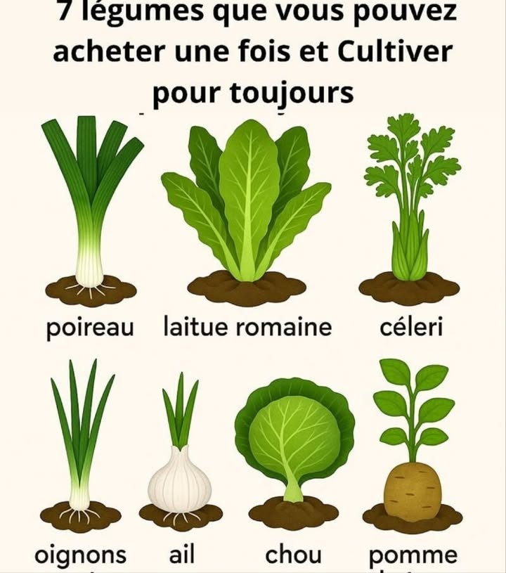 7 légumes à acheter une fois et faire repousser indéfiniment :  
1. Oignons verts : Placez les racines dans un verre deau, elles repousseront en quelques jours.  
2. Laitue romaine : Mettez la base dans un bol deau, à la lumière, et de nouvelles feuilles apparaîtront.  
3. Céleri : Tout comme la laitue, le cœur peut également repousser dans un peu deau.  
4. Ail : Une seule gousse peut donner naissance à une nouvelle tête ou à des pousses comestibles.  
5. Poireaux : Utilisez la même méthode que pour les oignons verts, que ce soit dans leau ou en pot.  
6. Basilic : Coupez une tige, placez-la dans leau ; lorsquelle développe des racines, replantez-la.  
7. Pommes de terre : Les pommes de terre germées peuvent être replantées pour une nouvelle récolte. 塞凜