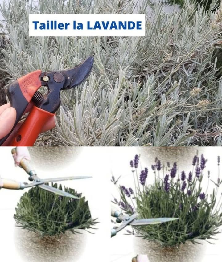 Conseils dExperts pour Tailler Votre Lavande ! 

Pour garder votre lavande en pleine forme et favoriser une belle repousse, voici les étapes à suivre :

1 Quand tailler Après la floraison, pas trop tard dans lannée.
2 Quelle quantité couper Retirez environ un tiers des tiges.
3 Où couper Juste au-dessus des jeunes pousses pour une repousse saine.
4 Astuce : Ne taillez pas avant lhiver, car cela pourrait affaiblir votre plante.

Votre lavande sera plus compacte et plus belle si vous suivez ces étapes simples !