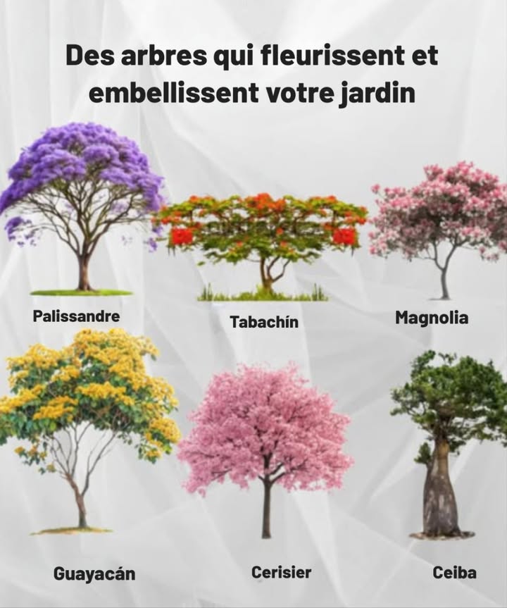 Des arbres qui fleurissent et embellissent votre jardin 
 Jacarandá  Splendeur dans les tons violets
 Tabachin  Bouquets intense de rouge et orange
 Magnolia  Grandes fleurs parfumées
 Guayacán  Jaune brillant qui illumine le paysage
 Cerisier  Symbole de beauté et de renouveau
 Ceiba  Majestueuse et ancestrale, pleine de vie
 Des couleurs et des formes qui transforment nimporte quel espace en un paradis naturel.
