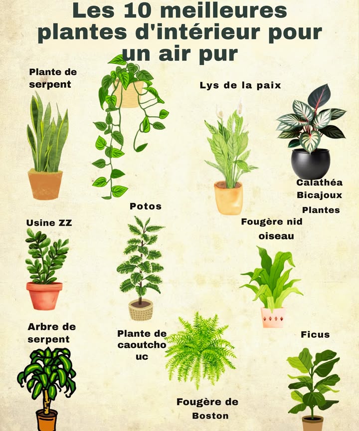 Les 10 meilleures plantes dintérieur pour un air pur