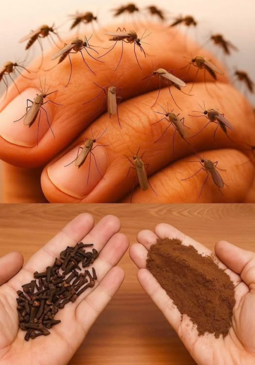 Recette naturelle pour éloigner les moustiques et insectes de votre maison 烈
Avec larrivée de lété et la montée des températures , les moustiques et autres insectes envahissent nos maisons, transformant nos nuits paisibles en véritables cauchemars . Heureusement, il existe une recette simple, naturelle et efficace à base dingrédients que lon trouve dans toutes les cuisines .
離 Ingrédients :
  籠 1 cuillère à soupe de clou de girofle moulu
  林  litre de vinaigre blanc
識 Préparation et utilisation :
 1. Mélangez les ingrédients :
  Dans un flacon pulvérisateur, versez le clou de girofle moulu.
  Ajoutez le vinaigre blanc.
  Fermez bien le flacon et agitez énergiquement pour bien mélanger.
 2. Pulvérisez avant de dormir :
  Vaporisez le mélange dans les coins de la maison, autour des fenêtres, des portes et dans les zones sombres.
  Insistez sur les endroits où les moustiques aiment se cacher.
 3. Profitez dune nuit paisible :
  Dès le lendemain, vous remarquerez une forte diminution du nombre dinsectes et pourrez dormir en paix .
易 Pourquoi ça fonctionne ?
  Clou de girofle : Son odeur forte et piquante repousse naturellement les moustiques. Il contient de leugénol, un répulsif naturel.
  Vinaigre blanc : Son odeur acide est désagréable pour les insectes et il agit aussi comme un excellent nettoyant.
 Astuce bonus : Cette solution est 100 % naturelle, sans danger pour vos enfants, vos animaux, ni lenvironnement .
Essayez-la dès ce soir, et dites adieu aux moustiques !