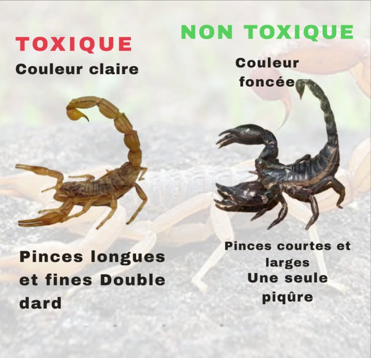 Scorpions venimeux 廬  
Tous les scorpions possèdent du venin quils utilisent pour chasser et se défendre. Cependant, seules quelques espèces représentent un véritable danger pour lhomme.  
Caractéristiques :  
– Leur dard se trouve à lextrémité de leur queue.  
– Ils emploient leur venin pour paralyser leurs proies ou se protéger des prédateurs.  
– Le venin peut provoquer une douleur légère, voire être mortel dans des cas extrêmes.  
Les espèces les plus redoutables appartiennent à la famille des Buthidae. Exemples :  
– Leiurus quinquestriatus scorpion de la mort dorée.  
– Centruroides spp., fréquemment rencontrés au Mexique et dans le sud des États-Unis.  
– Androctonus spp., présents en Afrique et au Moyen-Orient.  
Symptômes de piqûres dangereuses chez lhomme :  
– Douleur intense.  
– Gonflement.  
– Spasmes musculaires.  
– Difficultés respiratoires.  
Pour les enfants ou les personnes sensibles, une piqûre peut être fatale sans intervention rapide.  
Scorpions non dangereux moins venimeux   
Bien que tous les scorpions soient venimeux, la majorité ne représente pas un risque sérieux pour lhomme.  
Caractéristiques :  
– Leur venin ne cause que des douleurs, des rougeurs et des démangeaisons localisées.  
– Ils appartiennent à des familles comme les Scorpionidae ou les Diplocentridae.  
– Leur piqûre ressemble à celle dune abeille ou dune guêpe.  
Exemples courants :  
– Pandinus imperator scorpion empereur : très prisé comme animal de compagnie.  
– Heterometrus spp., grands scorpions asiatiques, impressionnants mais inoffensifs.  
Comment les distinguer avec précaution :  
Les scorpions les plus dangereux sont généralement petits et fins, avec de délicates pinces, tandis que ceux moins dangereux possèdent de grandes pinces robustes et un venin moins puissant.