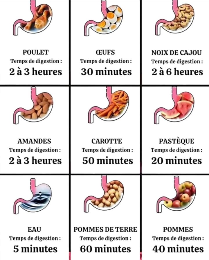 Combien de temps votre corps met-il pour digérer vos aliments ?
Saviez-vous que chaque aliment a son propre temps de digestion ?
Connaître ces durées peut vous aider à mieux organiser vos repas, éviter les ballonnements et améliorer votre énergie au quotidien.

 Exemples :
數 Poulet : 2 à 3 h  Source de protéines, digestion modérée.
讀 Œufs : 30 min  Idéal pour un petit-déjeuner rapide.
樂 Noix de cajou : 2 à 6 h  Très nutritives mais longues à digérer.
 Amandes : 2 à 3 h  Riches en bons gras.
凌 Carottes : 50 min  Pleines de fibres et vitamines.
 Pastèque : 20 min  Rafraîchissante et légère.
 Eau : 5 min  Shydrate rapidement, à boire en dehors des repas pour une digestion optimale.
凜 Pommes de terre : 60 min  Source dénergie lente.
 Pommes : 40 min  Faciles à digérer, parfaites en collation.

 Astuce santé : Évitez de mélanger dans un même repas des aliments à digestion rapide et lente ; cela peut alourdir votre estomac.