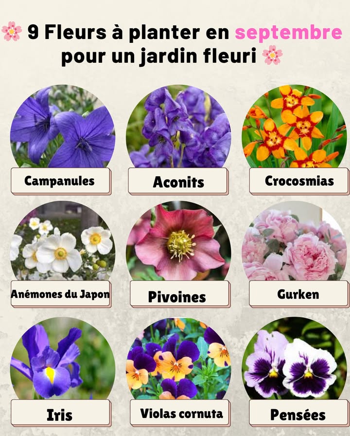 9 Fleurs à planter en septembre pour un jardin fleuri 

 Septembre est idéal pour installer certaines vivaces et bulbes qui profiteront de lautomne pour bien senraciner avant lhiver. Voici une sélection simple et efficace :

1 Pensées  Résistantes au froid, elles colorent les massifs dès lautomne.
2 Violas cornuta  Petites fleurs charmantes qui refleurissent au printemps.
3 Iris  Les rhizomes se plantent en fin dété pour une belle floraison au printemps.
4 Pivoines  Préfèrent être installées en automne pour mieux sépanouir.
5 Hellébores  Aussi appelées roses de Noël, elles fleurissent en plein hiver.
6 Anémones du Japon  Offrent de grandes fleurs légères à lautomne.
7 Crocosmias  Bulbes colorés qui illuminent le jardin lété suivant.
8 Aconits  Plantes robustes qui aiment la fraîcheur et fleurissent tardivement.
9 Campanules  Vivaces rustiques qui apprécient une plantation de fin dété.

 Astuce : Choisissez un sol bien drainé, enrichi de compost, et arrosez légèrement après plantation pour favoriser lenracinement.