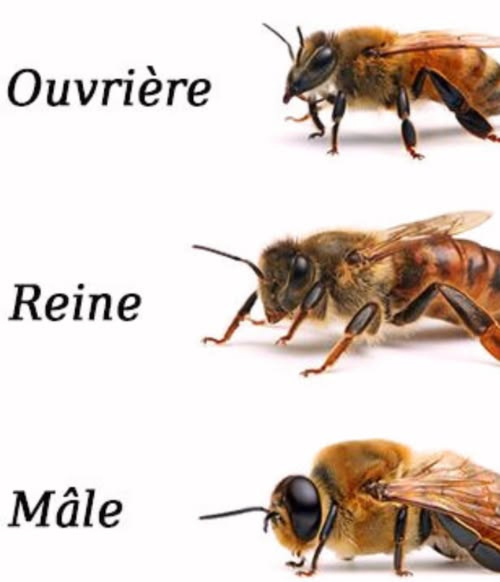 Les meilleures plantes pour aider les abeilles et renforcer la biodiversité