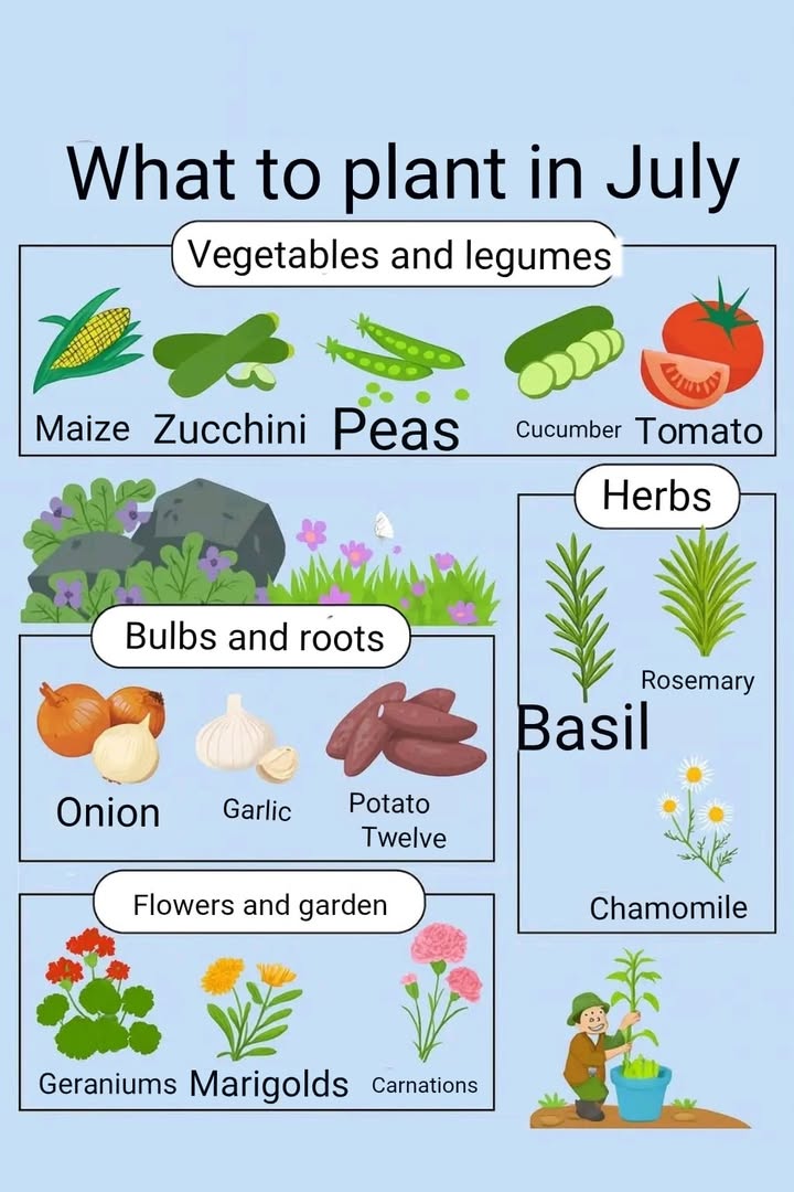 Best flowers, vegetables, and garden herbs to plant in the month of July.
