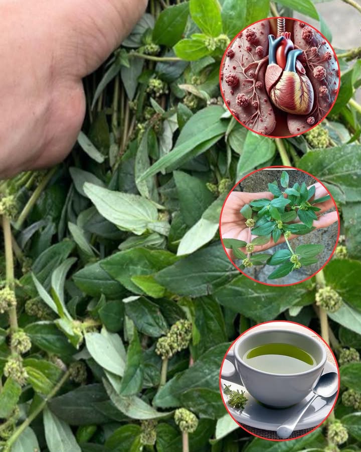 Asthme ? Découvrez les Bienfaits et Usages Surprenants de la Tisane dEuphorbia hirta