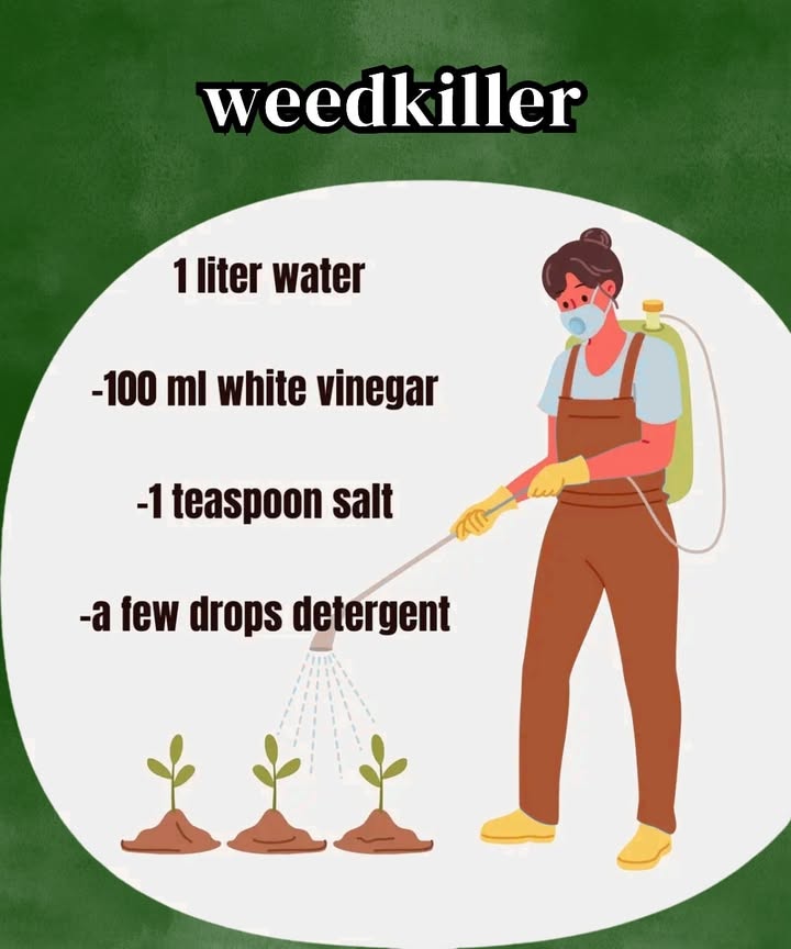離 Natural Homemade Weed Killer Recipe 離

Tired of weeds invading your garden? Try this simple and eco-friendly weed killer made from ingredients you already have at home. Its safe, cheap, and surprisingly effective!

1 Gather your ingredients
Youll need:

1 liter of water

100 ml of white vinegar

1 tablespoon of salt

A few drops of dish soap 林蓼

2 Mix everything together
Pour all the ingredients into a large container and stir well until the salt is completely dissolved. 

3 Transfer to a spray bottle
Pour the solution into a spray bottle for easy use. 

4 Apply directly to weeds
Spray directly on unwanted plants, preferably on a warm, sunny day to enhance the drying effect. 

5 Avoid your vegetables and flowers
Be careful not to spray it on your garden crops or decorative plants  this mix kills all vegetation it touches! 塞

 Keep your garden neat the natural way  no chemicals, no fuss, just results! Give it a try and watch those weeds disappear!