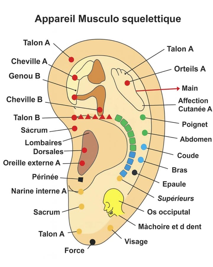 Réflexologie auriculaire : découvrez comment votre oreille peut booster votre bien-être