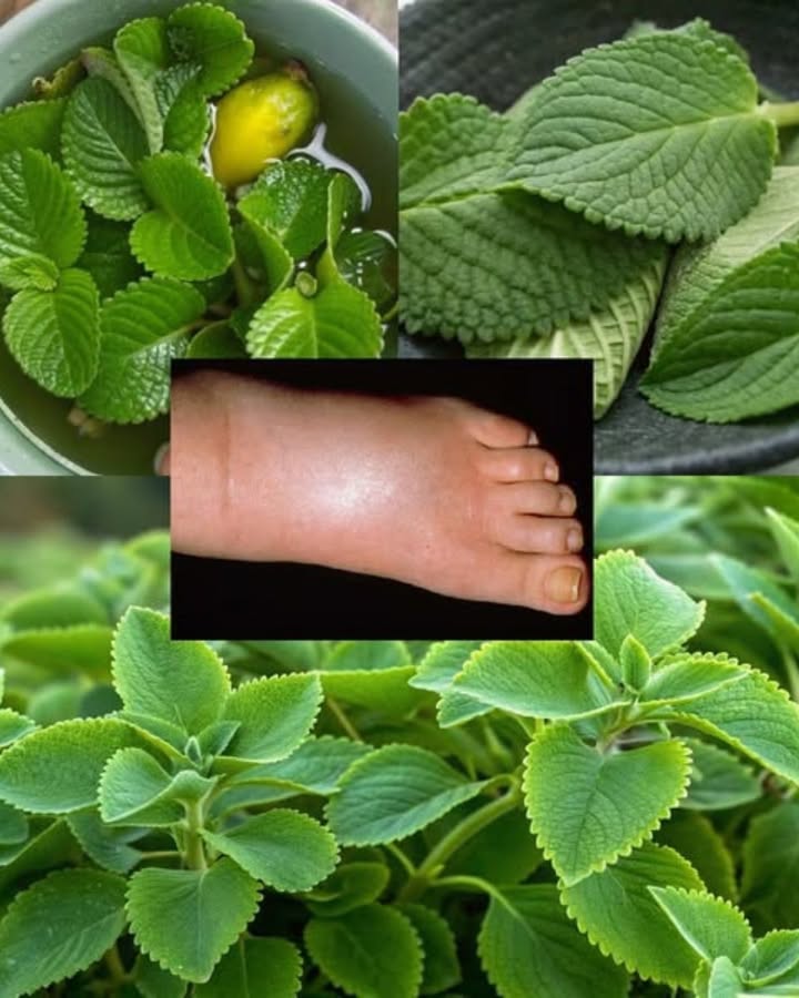 Pourquoi tout le monde devrait cultiver de la menthe mexicaine à la maison : 11 raisons étonnantes