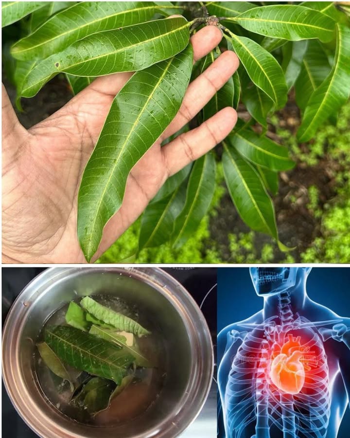 省 Le Pouvoir Caché des Feuilles de Mangue : 30 Bienfaits Que Vous Ignorez !