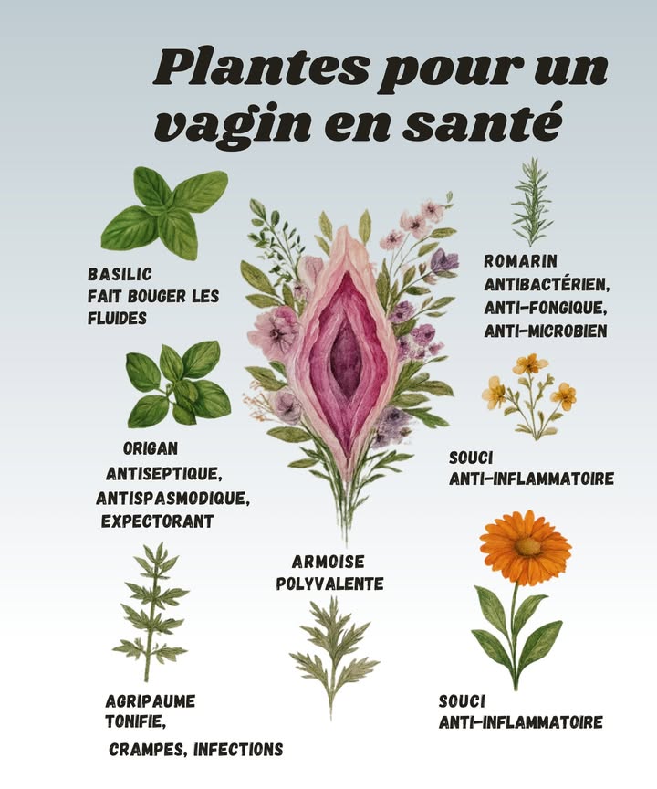 Plantes pour un vagin en pleine santé 

1 Le basilic aide à faire circuler les fluides. Mais attention, ça ne veut pas dire quil faut en mettre dans une salade intime gardez-le pour les infusions.

2 Le romarin est antibactérien, antifongique et antimicrobien. Super allié naturel, mais évitez de confondre avec le romarin du rôti du dimanche.

3 Lorigan agit comme antiseptique, antispasmodique et expectorant. Parfait en tisane, mais pas la peine de saupoudrer vos pâtes pour soigner une infection.

4 Lagripaume tonifie et apaise les crampes. Attention à bien doser, sinon lamertume risque de vous couper toute envie.

5 Larmoise est polyvalente et soutient plusieurs fonctions. Mais là encore, pas question de simproviser apprentie sorcière avec des quantités au hasard.

6 Le souci est un anti-inflammatoire doux et efficace. En infusion ou en macérât, il fait du bien sans artifices.

 Résultat : ces plantes, utilisées correctement, soutiennent naturellement léquilibre intime, sans produits chimiques agressifs.