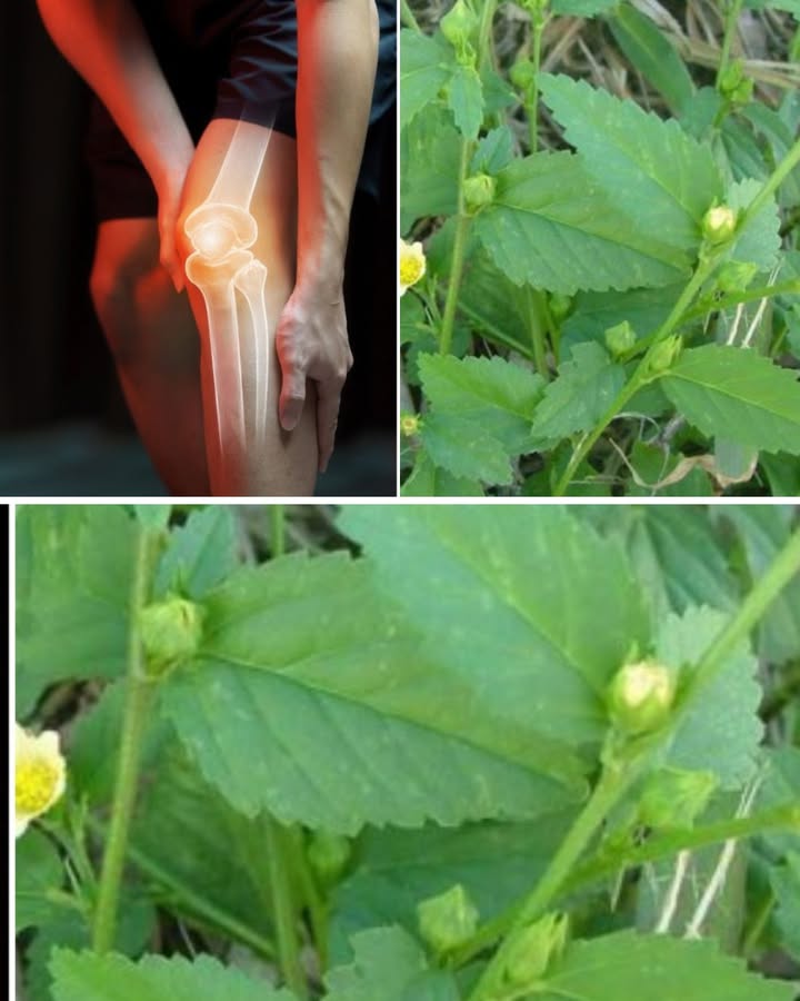 Sida Rhombifolia  : la plante traditionnelle aux bienfaits surprenants  découvrez comment lutiliser en toute sécurité