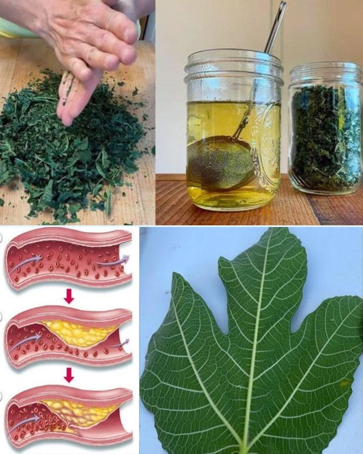 Les feuilles de figuier et leurs bienfaits 

1 Infusion bien-être
Prépare une tisane avec les feuilles séchées pour soutenir ta digestion et purifier ton organisme. Mais si tu oublies le couvercle toute la maison sentira la verdure .

2 Aide au cholestérol
Elles sont connues pour contribuer à réguler le taux de mauvais cholestérol. Parfait après un repas un peu trop chargé en fritures .

3 Soutien du cœur
Grâce à leurs propriétés, elles favorisent la santé cardiovasculaire. Comme quoi, une simple feuille peut être un vrai bouclier pour ton cœur .

Une plante discrète du jardin, mais un vrai trésor pour la santé au quotidien .