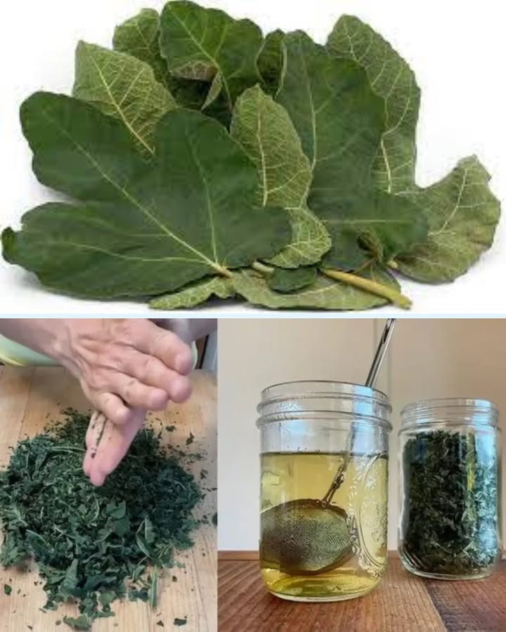 Les feuilles de figuier : un trésor de bienfaits oubliés à redécouvrir