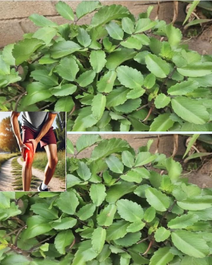 La plante qui soulage naturellement les douleurs 

1 Cueille quelques feuilles bien fraîches  attention à ne pas en prendre trop sinon tu finis avec une salade géante 

2 Écrase-les doucement pour libérer leur jus , cest là que se cachent leurs propriétés

3 Applique la préparation sur la zone douloureuse , surtout pour les articulations et les muscles fatigués

4 Tu peux aussi les infuser en tisane chaude  pour un effet apaisant de lintérieur

Petit rappel : si tu tattends à un miracle instantané patience, cest naturel, pas une baguette magique 來