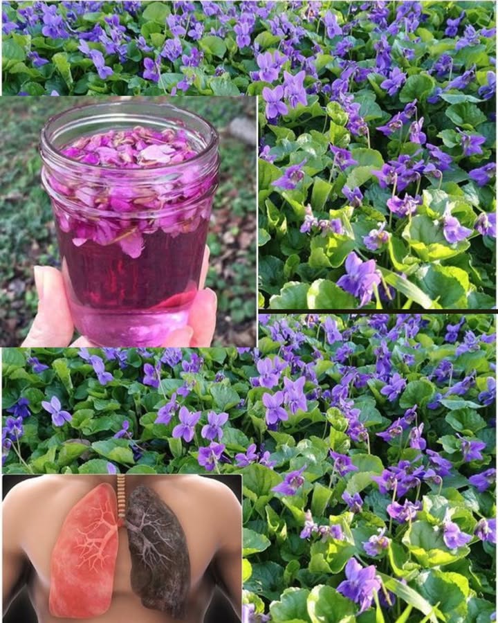 Astuce violette pour tes poumons 

1 Cueille quelques fleurs de violette fraîches et bien ouvertes. Pas besoin den prendre un gros bouquet, juste assez pour remplir ton petit bocal. On a tous déjà eu la main trop lourde en pensant que plus y en a, mieux cest 來

2 Mets-les dans un bocal et recouvre deau bouillante. Tu verras leau se colorer joliment en violet, presque magique 

3 Laisse infuser, puis filtre avant de boire. Cest une petite tisane douce qui apaise la gorge et aide tes poumons à mieux respirer 

4 Astuce bonus : ajoute un peu de miel si tu naimes pas le goût trop “herbeux”. Oui, on fait tous la grimace la première fois 

 Simple, naturel et apaisant tes poumons vont adorer !