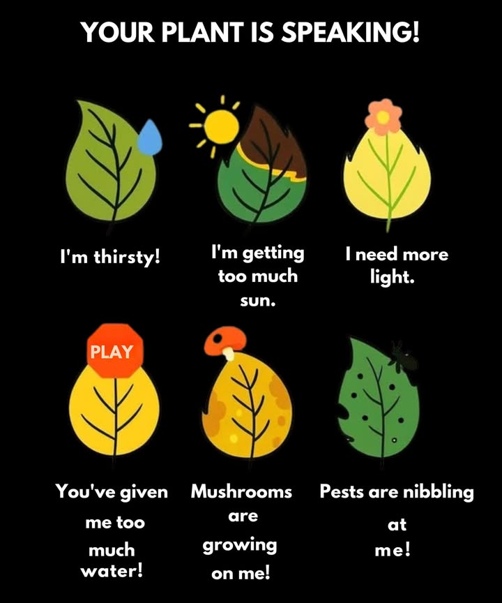 Signs Your Plant Is Talking to You 

1 Droopy and soft leaves indicate thirst, water moderately to restore balance.

2 Brown or burnt edges reveal excess sunlight, relocate to a shadier location.

3 Pale leaves show insufficient light, place the plant closer to a brighter source.

4 Yellowing leaves result from overwatering, reduce watering frequency.

5 Spots or mold signal fungal growth, improve airflow and treat immediately.

6 Holes in leaves confirm pest activity, inspect carefully and apply appropriate control methods.