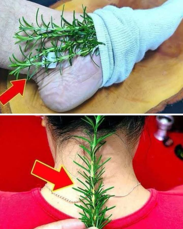 Le romarin : le secret naturel pour soulager les douleurs 

1 Beaucoup lutilisent juste pour parfumer les plats, mais le romarin cache un vrai pouvoir apaisant pour le corps. Ses feuilles dégagent une chaleur naturelle qui aide à détendre les muscles fatigués.

2 Placé sur la nuque , il aide à calmer les tensions cervicales et les maux de tête légers. Son arôme stimule la circulation et apporte une sensation de bien-être immédiat.

3 Sur les pieds ou les chevilles , il soulage les douleurs articulaires et améliore la circulation, surtout après une longue journée debout.

4 Erreur fréquente : lappliquer sans le couvrir ! Pour que ses bienfaits agissent, enveloppe-le dans un tissu ou une chaussette en coton pour retenir la chaleur.

Petit conseil : utilise du romarin frais, lodeur et les effets seront bien plus puissants