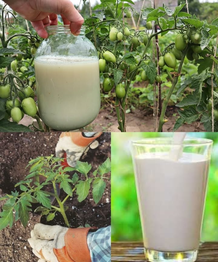 Grow 20 Kilos of Tomatoes from One Plant: The Natural Secret 

If you want massive harvests without chemicals, try this powerful garden trick:

 Homemade Fertilizer That Works Wonders

 Mix 1 liter of milk with 1 liter of rainwater or water left to sit overnight.
 Water tomato, pepper, squash, and cucumber plants once a month.

 Careful Application

 Avoid getting the solution on the leaves.
 If it happens, gently wipe them with a damp cloth within 30 minutes.

 Natural Antifungal Spray

 Every 15 days, spray a mix of 500 ml milk  1 L water.
 Helps prevent powdery mildew and other fungal diseases.

 Handy Tips

 Always use milk at room temperature.
 Stick to the right ratios for best results.

 End result: stronger plants, bigger yields, and a chemical-free garden.