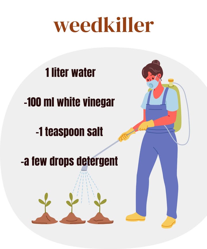 離 Natural Homemade Weed Killer Recipe 離

Tired of weeds taking over your garden? This easy DIY weed killer uses natural ingredients you probably already have at home. Simple, safe, and effective!

1 Gather the ingredients
Youll need:

1 liter of water

100 ml white vinegar

1 tablespoon of salt

A few drops of dish soap 林蓼

2 Mix it all together
Combine all the ingredients in a large container and stir well until everything dissolves. 

3 Pour into a spray bottle
Transfer the mixture into a spray bottle for easy application. 

4 Spray directly on the weeds
Target only the unwanted plants, preferably on a hot, sunny day to boost the drying effect. 

5 Avoid your vegetables and flowers
Be careful not to spray on your garden cropsthis solution works on all plants! 塞

 Keep your garden neat the natural way  no chemicals, no hassle, just results! Give it a try and see for yourself