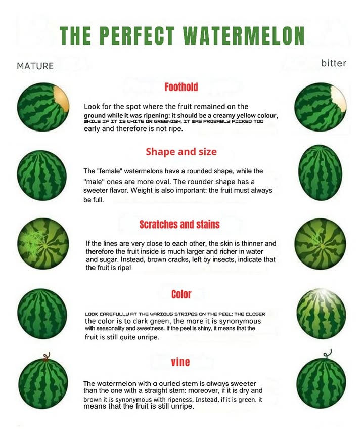 How to Choose a Ripe and Tasty Watermelon:

1. Weight and Size: A ripe watermelon should feel heavy for its size. This usually means it contains plenty of water and is juicy.

2. Skin Appearance: Look for a smooth, firm rind without cracks or dark spots. A creamy yellow spot on one side shows that the fruit ripened naturally in the field.

3. Sound Test: Tap the watermelon gently. A deep, hollow sound often indicates ripeness.

4. Flesh and Seeds if visible: Bright red flesh and dark seeds are good signs that the fruit is mature.

5. Dry Stem: A dry, curled stem suggests the watermelon was harvested at the right time.

Also, make sure the rind is intact and firm, with no soft patches or bruises. This helps ensure youre picking a fresh, good-quality fruit.