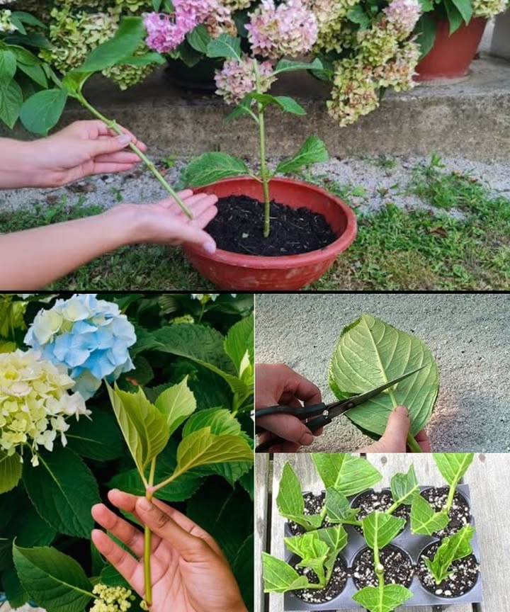 Nows the Perfect Time to Propagate Hydrangeas  Heres How The Easy Way!

Love hydrangeas? You can grow new ones from cuttings  its simple, rewarding, and totally free!

—

 What Youll Need:

A healthy hydrangea plant

Sharp scissors or garden shears

Small pots or containers

Light, moist potting soil

A clear plastic bag or humidity dome optional, but helpful

—

 Step-by-Step Guide to Propagating Hydrangeas:

1. Pick the Right Stem
Look for a soft, green stem not woody thats 46 inches long and hasnt flowered yet. Make sure it has at least 23 leaf nodes.

2. Make a Clean Cut
Cut just below a leaf node. Strip off the lower leaves, leaving a couple of small ones at the top.

3. Prep the Cutting
Optional: Dip the cut end in rooting hormone  it can speed things up, but its not essential.

4. Plant It
Stick the cutting into a small pot filled with moist, well-draining soil. Gently firm the soil around it.

5. Create a Humid Environment
Cover the pot loosely with a plastic bag to hold in moisture. Keep the cutting in a warm, bright spot  no direct sunlight.

6. Care and Patience
Water lightly to keep the soil damp, not soggy. In 24 weeks, you should see roots forming!

—

 Aftercare Tips:

Once the cutting has rooted and starts growing new leaves, transplant it into a bigger pot or directly into your garden.
Keep it well-watered and sheltered from strong sun or wind while it settles in.

—

 Why Try It?

Hydrangeas are among the easiest plants to propagate. Its a fun, low-cost way to grow your garden  and share a piece of your favorite plant with friends and family!