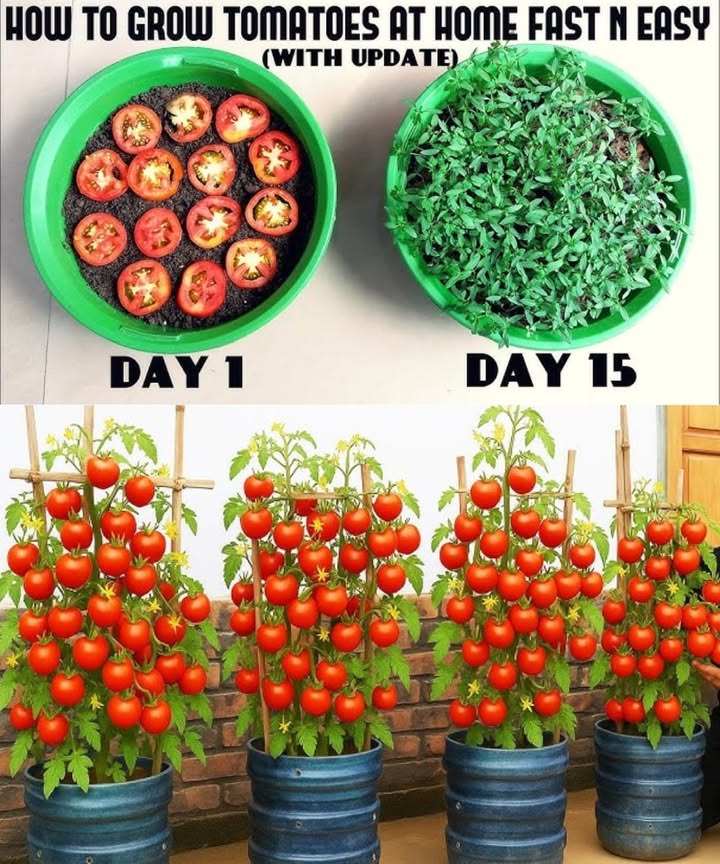 Growing Tomatoes from Tomato Slices 

1 Slice your tomato 
Pick a ripe, healthy tomato and cut it into thick slices.

2 Prepare your containers 華
Fill pots or recycled bottles with nutrient-rich soil to create mini growing pots. 

3 Place the slices 
Lay the slices flat on the soil with the seeds facing downward, leaving space between them. 

4 Water and wait 
Keep the soil moist by watering gently. In a few weeks, small tomato seedlings will begin to sprout. 

5 Let them grow 
Once the seedlings are strong enough, transplant them into bigger pots or into your garden. Fresh homegrown tomatoes will soon be ready! 

 Extra tip: Its a fun and eco-friendly way to recycle food scraps while growing your own veggies!