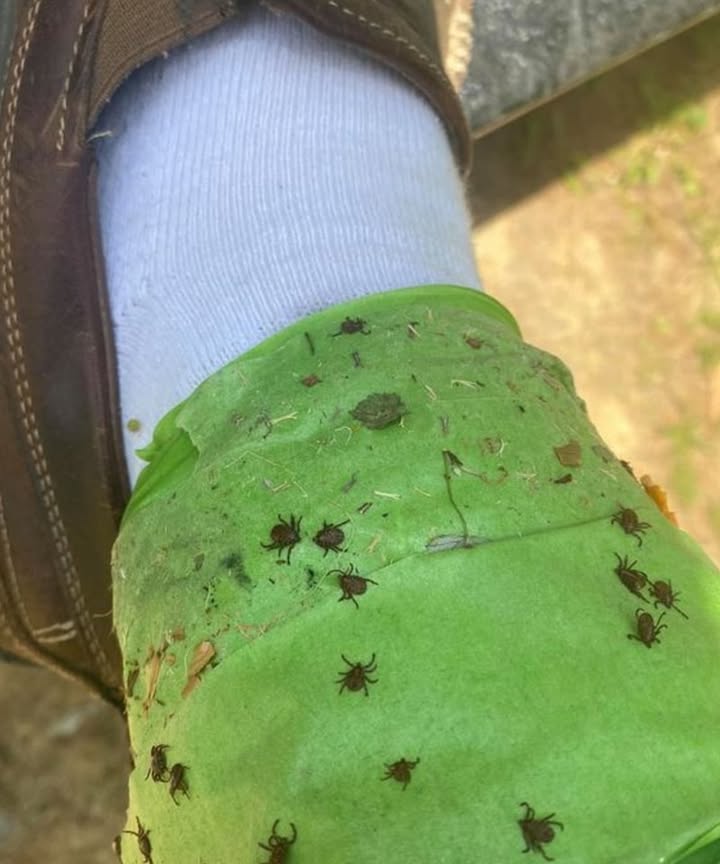 Smart spring gardening tip:
Wrap sticky tape sticky side out around your ankles.
It traps ticks before they can climb up your legs.