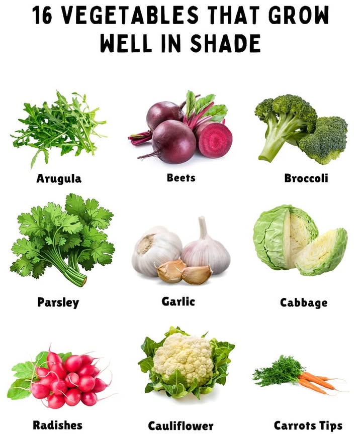 16 Vegetables That Thrive in the Shade 塞
No full sun? No problem! These cool-season crops do great in low-light gardens:

1. Arugula  Quick to grow and happy with a bit of shade.

2. Beets  The roots like sun, but the leafy tops love some shade.

3. Broccoli  Can handle partial shade and still give solid harvests.

4. Brussels Sprouts  Enjoys cooler weather and gentle sunlight.

5. Cabbage  Shade keeps it from overheating in warm climates.

6. Carrots  Grow slower in shade, but still come out sweet.

7. Cauliflower  A bit of shade helps protect it from heat.

8. Celery  Grows best in cool, moist, semi-shaded spots.

9. Garlic  Likes morning sun but copes well with partial shade.

10. Kale  Absolutely loves cool temps and lower light.

11. Leeks  Very tolerant of shade and easy to care for.

12. Lettuce  Shade helps prevent it from bolting too early.

13. Mustard Greens  Happy to grow in shadier corners.

14. Parsley  Thrives in dappled sunlight and rich soil.

15. Radishes  Fast growers, even with limited light.

16. Spinach  A true shade stargrows best out of direct sun.

 These veggies prove you dont need a sun-drenched plot to enjoy a thriving harvest!