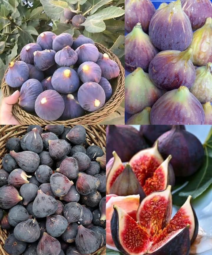 Did You Know? Figs Are Not Actually Fruits

Figs might look like regular fruits, but theyre far from ordinary. In fact, theyre not even technically fruits. Botanically speaking, figs are actually inverted flowers.

Unlike cherry or almond trees, fig trees dont bloom with visible flowers. Instead, their flowers bloom inside a fleshy pod known as a syconium. What we think of as a single fig is actually a cluster of many tiny flowers hidden within.

These flowers develop into tiny fruits called achenes, each containing a seed. So when you bite into a fig and notice its crunchy texture, youre actually chewing on dozens  sometimes hundreds  of miniature fruits.

One of the most fascinating things about figs is how they reproduce. They rely on a very specific pollinator: the fig wasp. This tiny insect enters the fig through a small opening to lay its eggs and, in the process, spreads pollen to help the fig flowers reproduce. Sadly, the wasp often dies inside the fig, completing a remarkable  if a little unsettling  life cycle.

This relationship between the fig and the fig wasp is a powerful example of mutualism: the wasp needs the fig to reproduce, and the fig depends on the wasp for pollination.

However, modern fig farming has changed. Most commercial fig varieties no longer need wasps. These are called parthenocarpic figs, meaning they can produce fruit without pollination.

So next time you eat a fig, remember: youre not just eating a fruit  youre enjoying a tiny botanical wonder packed with science and history.