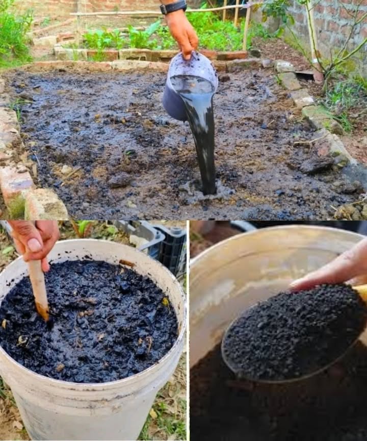 Activated Charcoal: The Natural Secret to a Healthy, Fertile Garden

Revitalize your garden with an ancient, eco-friendly practice  using activated plant charcoal to enrich and balance your soil naturally.

 Step 1: Crush the charcoal
 Break the charcoal into small pieces using a hammer or pestle.
 Place the fragments in a sturdy container for activation.

 Step 2: Natural activation
 Fill the container with rainwater or dechlorinated water.
 Add mature compost or well-rotted manure.
 Stir the mixture and let it rest for about a week, covered but not sealed.

 Step 3: Prepare your garden soil
 Loosen and aerate the soil using a spade or broadfork.
 Mix in compost to improve texture and fertility.
 Add bone meal to promote strong root growth.

 Step 4: Incorporate the activated charcoal
 Spread the prepared charcoal evenly over the soil.
 Gently mix it into the top layer of earth.
 Water thoroughly to help the charcoal blend in.

 Benefits of activated charcoal in the garden
 Boosts soil fertility and microbial diversity
 Improves nutrient absorption for plants
 Provides a sustainable alternative to chemical fertilizers

 A simple, natural step toward a thriving, productive, and eco-friendly garden!