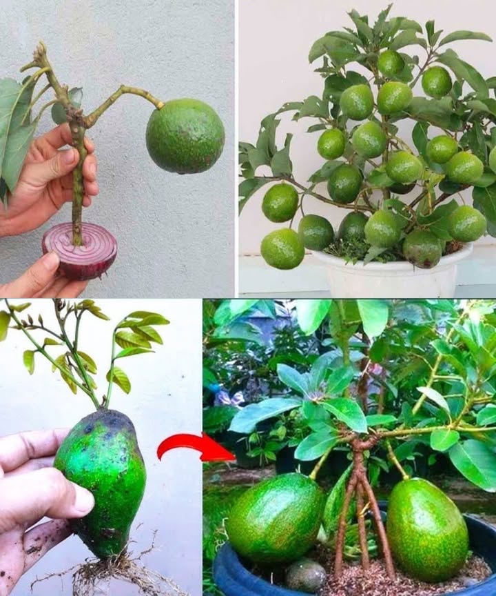 6 Tips to Grow Avocado in a Pot and Get It to Fruit 陋

1. Germination basics
Clean the seed, insert toothpicks, place it in water, and wait until roots and shoots appear.

2. Right pot choice
Pick a pot thats easy to move indoors if temperatures fall below 50ºF 10ºC.

3. Soil requirements
Use an acidic mix of peat, coconut fiber, worm humus, and perlite for proper aeration.

4. Care essentials
Keep it safe from cold, avoid overheating, and water consistently with good drainage.

5. Fertilizing routine
Feed with worm humus during spring and summer for strong growth.

6. Pruning for success
After one year, prune the plant to encourage branching and better fruiting potential.