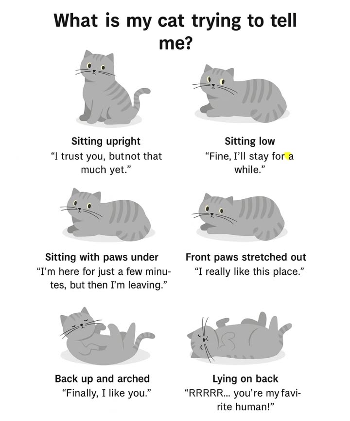 What your cats posture shows

 Sitting upright  moderate confidence
 Sitting low  short rest
 Paws tucked in  ready to move
 Front legs stretched out  relaxed and content
 On the back with arched spine  feeling comfortable
 Lying fully on the back  complete trust and affection

#catbehavior #petlovers #fblifestyle