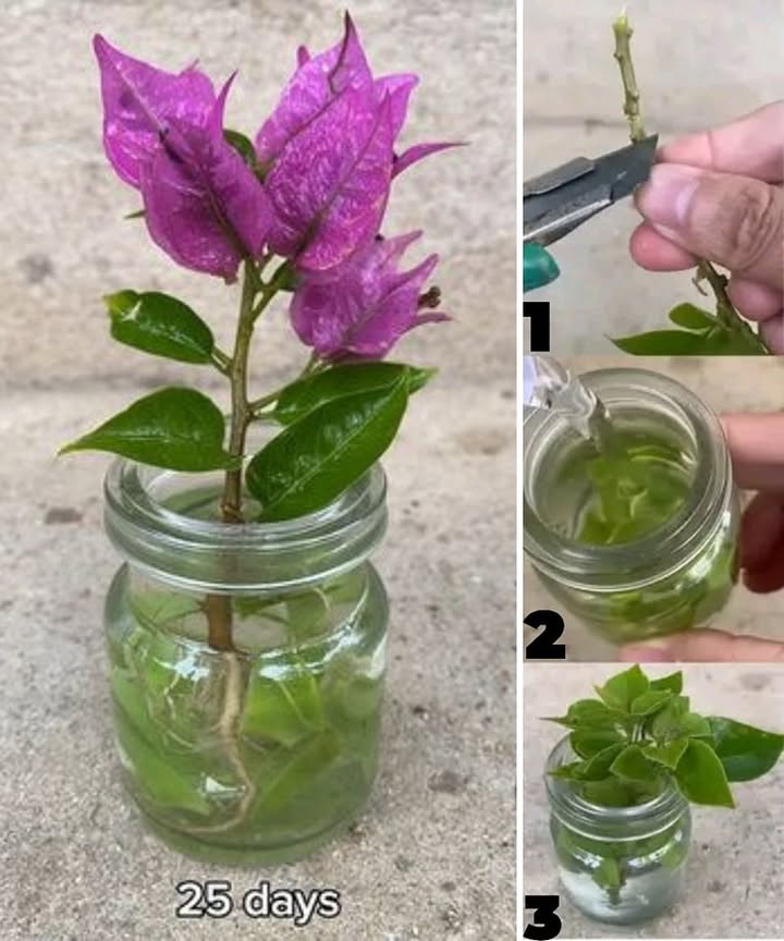 How to Propagate Bougainvillea in Water: A Simple Step-by-Step Guide

Want more bougainvillea plants without spending a dime? Try this easy and natural method of growing new ones from cuttings  just using water!

1. Choose healthy stems
Pick young, healthy stems from your bougainvillea that arent flowering. Avoid old or woody branches.

2. Prepare the cuttings
Cut 1520 cm 68 inch sections, each with at least two nodes the little bumps where leaves grow. Remove the leaves from the bottom half of each cutting.

3. Place in water
Put the cuttings in a clean glass or jar of water. Make sure the nodes are fully submerged, but keep the leaves above the water line.

4. Keep the water fresh
Change the water every 23 days to prevent mold and keep it well oxygenated.

5. Wait for roots to grow
Be patient  after a few weeks, youll start to see roots growing from the submerged nodes.

6. Time to plant
Once the roots are about 510 cm 24 inches long, transfer the cuttings into pots with light, well-draining soil.

7. Gentle care in the beginning
Place your new plants in a sheltered spot with bright, indirect light. Keep them protected from strong wind or direct sun until they adjust.

 Thats it! This method is simple, rewarding, and a beautiful way to expand your garden with more bougainvilleas.