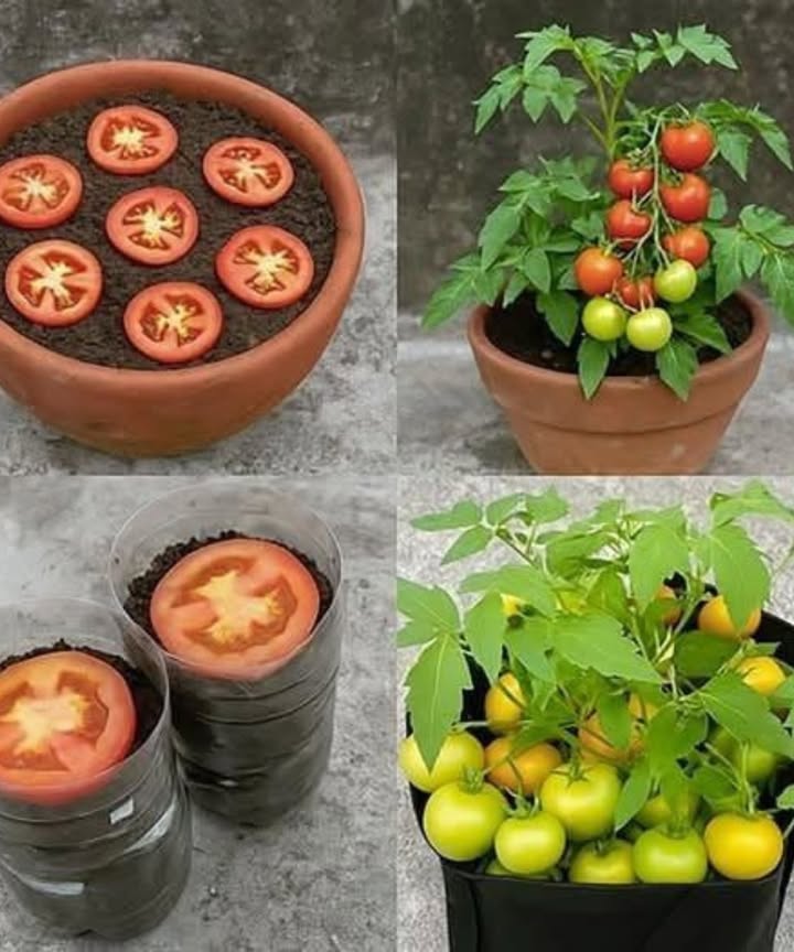 How to Grow Tomatoes from Tomato Slices 
1. Cut Your Tomato 

Start by slicing a ripe tomato into thick slices. Make sure to use a fresh, healthy tomato to ensure the best results. 

2. Prepare Your Pots 華

Fill a pot or container with nutrient-rich soil. You can even use old plastic bottles, as shown in the image, to recycle and create your own mini pots. 

3. Lay the Slices in the Soil 

Place the tomato slices on top of the soil, ensuring the seeds are facing down into the dirt. Make sure theyre spaced apart to give each slice room to grow. 

4. Water and Wait 

Water gently and cover the pots to keep the soil moist. In a few weeks, youll see tiny tomato plants sprouting from the slices! 

5. Watch the Plants Grow 

Once the seedlings have grown tall enough, you can transplant them into larger pots or your garden. Soon, youll be enjoying fresh tomatoes right from your own plants! 

 Bonus Tip!
Growing tomatoes from slices is not only fun but a great way to recycle food scraps!
