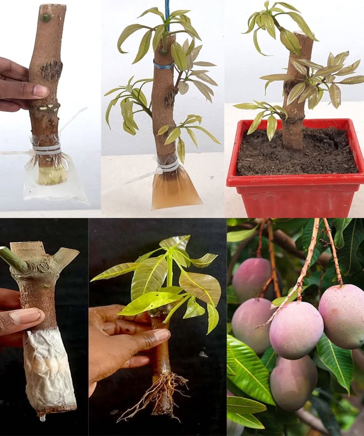 Growing Mango Trees from Cuttings in Water

1. Prepare Cuttings: Cut healthy branches below a node, strip bark from the bottom 1-2 inches, and wrap in damp paper towels.

2. Place in Water: Submerge in room-temperature water, ensuring one or two nodes are underwater.

3. Maintain Conditions: Change water every few days, keep in bright, indirect sunlight, and maintain warmth.

4. Wait for Roots: Roots develop in weeks to months.

5. Transplant: Plant in well-draining potting mix once roots are a few inches long.

Tip: Use multiple cuttings for better success and be patient, as growth takes time.
