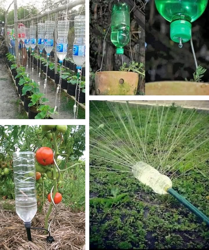 Irrigation with Recycled Bottles

1 Water saving
Plastic bottles turned into drip systems provide slow, steady watering, helping reduce waste.

2 Simple solution
Easy to set up, they work well for both small pots and fruit trees without the need for expensive tools.

3 Plant self-care
Perfect during absences, this method keeps plants hydrated continuously without daily attention.

4 Smart recycling
Reusing plastic bottles cuts down on waste while supporting sustainable gardening.