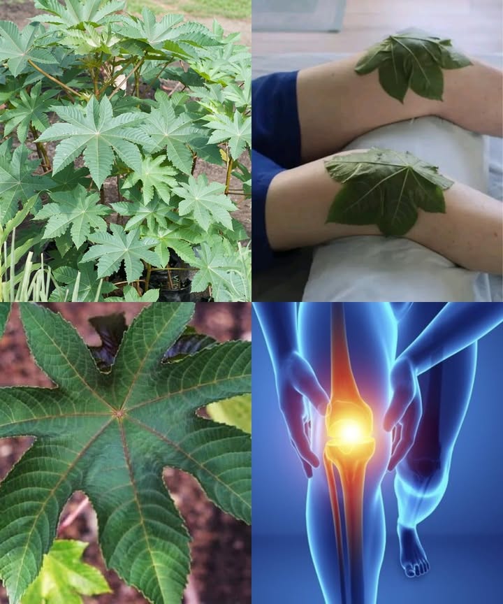 The Power of Castor Leaves: Natures Hidden Gift 

Less famous than the oil, castor leaves hold remarkable soothing and restorative properties. Used for centuries in traditional medicine, they provide gentle relief and balance when applied with care.

 15 Benefits of Castor Leaves
 Relieve joint pain and stiffness.
 Relax tired or tense muscles.
 Reduce mild swelling when used as a poultice.
領 Ease back pain with warm application.
 Soothe headaches and tension.
 Calm minor skin irritations.
 Improve local blood circulation.
 Steam helps clear the airways.
 Strengthen hair roots.
 Act as a natural insect repellent.
禮 Relax tired feet after a long day.
 Calm mild abdominal cramps external use.
櫓 Support postpartum recovery.
 Provide gentle relief for ear discomfort external.
 Promote relaxation and overall well-being.

 Safe Home Uses

 Warm compress for pain
Wash the leaves, steam them, and place over the affected area. Cover with a clean cloth to retain heat.

 Poultice for swelling or irritation
Crush fresh leaves, wrap them in a thin cloth, and apply for 2030 minutes.

 Steam for colds
Boil a handful of leaves, cover your head with a towel, and inhale the vapor.

 Hair rinse for strength
Boil leaves for 1015 minutes, strain, and use the water as a final rinse.

禮 Foot soak for relaxation
Add boiled leaf water to a basin and soak feet for 1520 minutes.

 Soothing abdominal wrap
Place warm leaves on the abdomen and cover with fabric to ease cramps.

 Important Precautions
 Do not ingest or prepare as an internal tea.
 Keep away from children and pets.
 Avoid applying to open wounds or sensitive skin without guidance.

 Natural wisdom with care
When used properly, castor leaves bring comfort, relief, and harmony  a gentle reminder that nature heals best when respected.