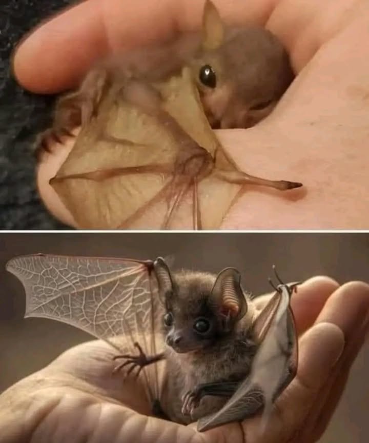 驪 Hi there Im a bat.
I dont drink blood, and I definitely dont want to get tangled in your hair.

If I accidentally fly into your home,
please dont hit me with sticks or brooms  it hurts and frightens me. 
I didnt mean to scare you. I got lost and might need your help to find my way out.
If I land, I may not be able to take off again without a boost. Just use a soft towel to gently help me outside  Ill fly away right away, I promise.

I survive by eating mosquitoes and other insects.
But my natural homes are being destroyed to make way for buildings, and safe places are becoming rare.
So if I fly in by mistake, turn off the indoor lights, leave the outside light on, and open a door  Ill find my way back to the night. 

Please be kind I just want to live too. 驪