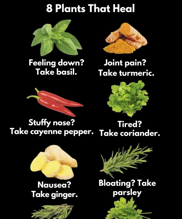8 Healing Plants 

1 Low mood can be eased with basil, known for its uplifting properties.

2 Joint pain may be relieved by turmeric, valued for its anti-inflammatory compounds.

3 Stomach cramps can be calmed with mint, effective for soothing digestion.

4 Nasal congestion can be reduced with cayenne pepper, which helps clear airways.

5 Fatigue may be improved by cilantro, supporting energy and vitality.

6 Nausea can be managed with ginger, widely recognized for its settling effect on the stomach.

7 Cough may be eased by rosemary, beneficial for respiratory support.

8 Gas or bloating can be reduced with parsley, known for aiding digestion.