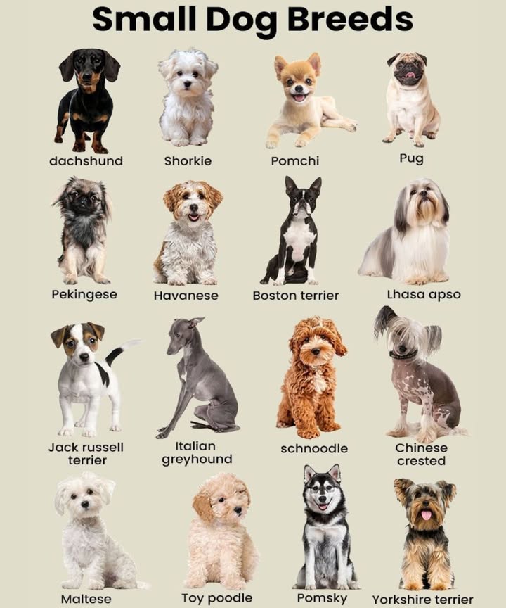 Small Dog Breeds Youll Instantly Fall in Love With!
 Featured Small Breeds:
Dachshund  The brave little sausage dog

Shorkie  A spunky Shih Tzu-Yorkie mix

Pomchi  Fluffy, feisty, and full of energy

Pug  The goofy, lovable clown of dogs

Pekingese  Regal and fluffy lapdog royalty

Havanese  A velvety-haired social butterfly

Boston Terrier  The stylish tuxedo pup

Lhasa Apso  Calm, confident, and loyal

Jack Russell Terrier  Packed with play & energy

Italian Greyhound  Elegant and lightning fast

Schnoodle  Smart, sweet, and hypoallergenic

Chinese Crested  Quirky and totally unique

Maltese  Classic white fluff ball

Toy Poodle  Intelligent and hypoallergenic

Pomsky  Husky vibes in a pint-sized body

Yorkshire Terrier  Glamorous and fearless