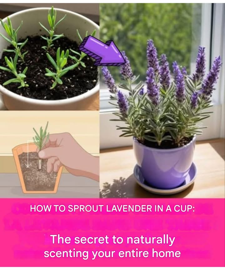 Grow Lavender in a Teacup: The Secret to Naturally Scenting Your Home 

Lavender, the beloved Mediterranean herb, brings beauty, fragrance, and therapeutic benefits into your home. Its antimicrobial, calming, and even helps heal woundsplus, it makes artificial air fresheners unnecessary.

華 Propagating Lavender from Cuttings

 Take a 1015 cm green stem from a healthy plant, cutting just below a node
 Strip the lower leaves and apply rooting hormone optional
 Plant in well-draining soil and water lightly
 Cover with clear plastic without touching the leaves to maintain humidity
 Place in bright indirect light
 Check for root development in 4 to 6 weeks
 Transplant to a larger pot or into the garden after frost risk is gone
 Give it sunlight and water sparingly

 Starting Lavender Seeds in a Teacup

 Cold stratify seeds for 3 weeks in the fridge with moist soil in a bag
 Sow 0.5 cm deep in a cup with good drainage
 Keep the soil moist at 21C with indirect light
 Cover with clear plastic to retain humidity
 Transplant after 4 to 6 weeks, once true leaves appear
 Use rich soil and give it at least 6 hours of direct sun daily

 Tips for Thriving Lavender

 Water sparinglylavender doesnt like soggy roots
 Ensure good airflow to prevent disease
蝹 Use fast-draining soil to avoid root rot
 Prune regularly to boost growth and flowers

 A natural fragrance, rustic charm, and a dash of the Mediterraneanall from a simple teacup!