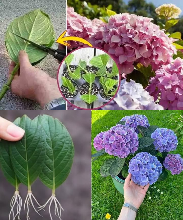 Propagate Hydrangeas Easily 
Multiply your hydrangeas in just a few easy steps:

1 Choose a green non-flowering stem, 1015 cm long with 23 nodes.
2 Cut just below a node and remove the lower leaves.
3 Optional Dip in rooting hormone.
4 Plant in moist, well-draining soil.
5 Cover with a plastic bag to keep humidity in.
6 Place in bright, indirect light and keep soil moist.
 Roots should form in 24 weeks!
 Then transplant into a pot or garden.

 Simple, cost-effective, and perfect for gifts or expanding your garden!