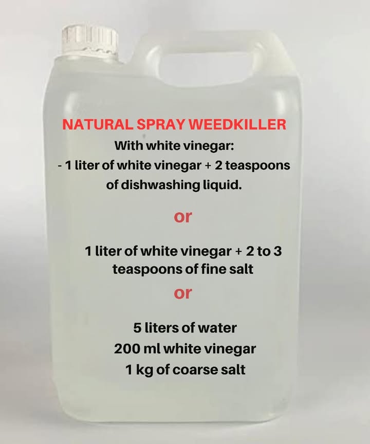 How to Create Your Own Eco-Friendly Weed Killer

Chemical weed killers can damage not only your garden but also the planet. Luckily, there are natural alternatives that are both effective and safe. Here are some simple recipes you can try at home:

Potato cooking water
After boiling potatoes, dont throw the water away! While still hot, pour it directly over the weeds in your pathways or borders. Repeat regularly to keep unwanted plants at bay naturally.

Nettle liquid fertilizer
Chop about 2 kg of fresh nettles and soak them in 10 liters of water. Leave the mixture to ferment for around 10 days in a shaded area at about 20C. Strain and spray the liquid onto weeds. The leftover nettles can be composted to boost your soil.

White vinegar  dish soap
Mix 1 liter of white vinegar with 2 teaspoons of dish soap. Pour into a spray bottle and apply directly to weeds. The soap helps the vinegar stick to the leaves for better results.

White vinegar  fine salt
Dissolve 23 teaspoons of fine salt in 1 liter of white vinegar. Stir well and spray onto weeds, ideally on sunny days for faster action.

Hand weeding
Sometimes the simplest way is still the bestpulling weeds by hand. Its precise, effective, and completely chemical-free, especially useful for smaller areas.

By using these eco-friendly methods, youre helping to protect the planet while keeping your garden neat and healthy. 

Happy gardening!
