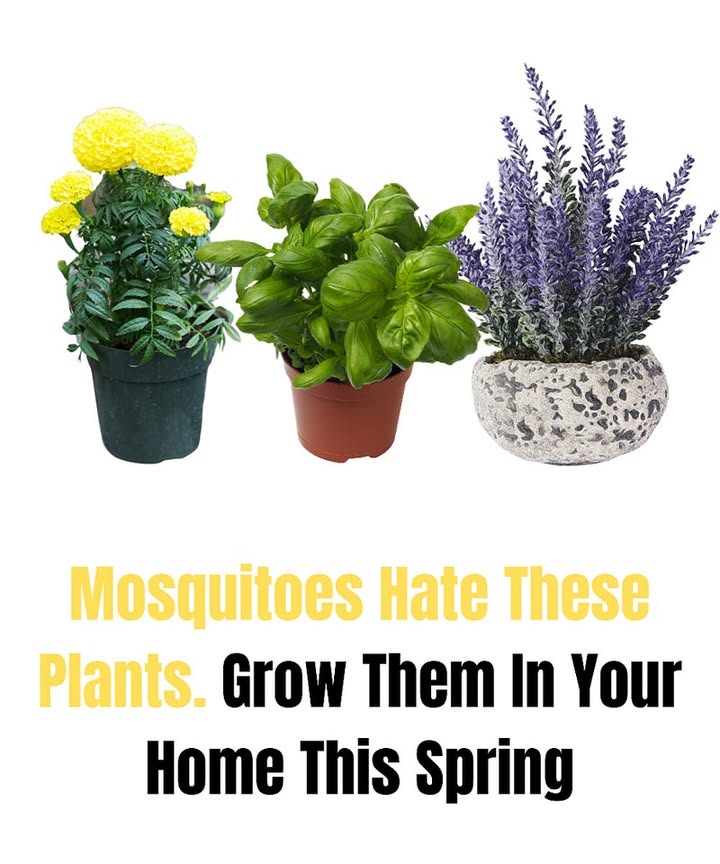 Tired of itchy bites? Turn your home into a mosquito-free zone with these power plants! 烈

 Citronella  its lemony scent is a natural do-not-enter sign for mozzies.

 Lavender  smells dreamy to us, nightmarish to them.

 Basil  kitchen hero by day, bug bouncer by night.

 Peppermint  cool aroma, hot defense.

 Calendula Marigold  bright petals, bite-blocking power.

Pot them near doors, windows, or the patio and enjoy summer minus the swarm! 烈